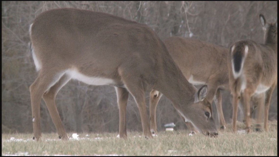 New hunting rules create midSeptember antlerless hunting season in
