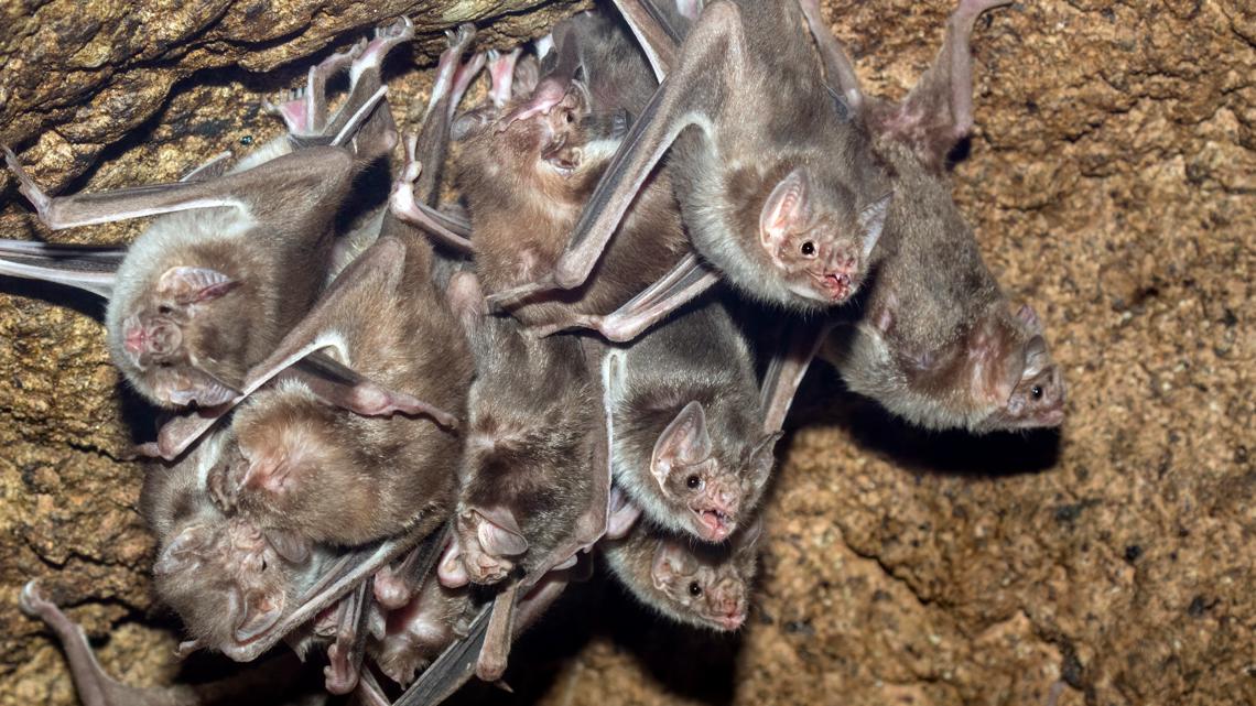 Rabid bats in Niagara County send 4 people for treatment - WGRZ