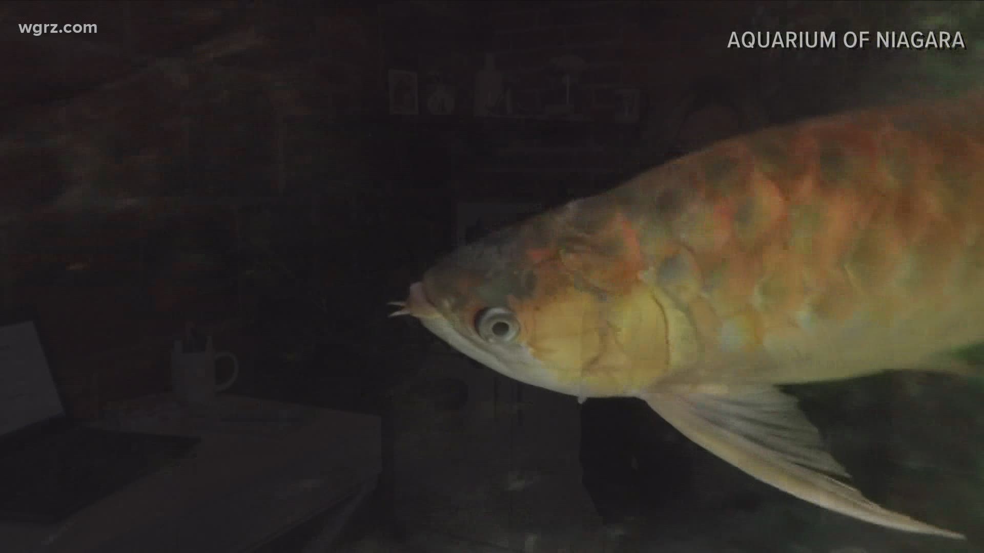 Asian arowanas are highly coveted in Chinese culture and can sell for hundreds of thousands of dollars, but it's illegal to import them into the U.S.