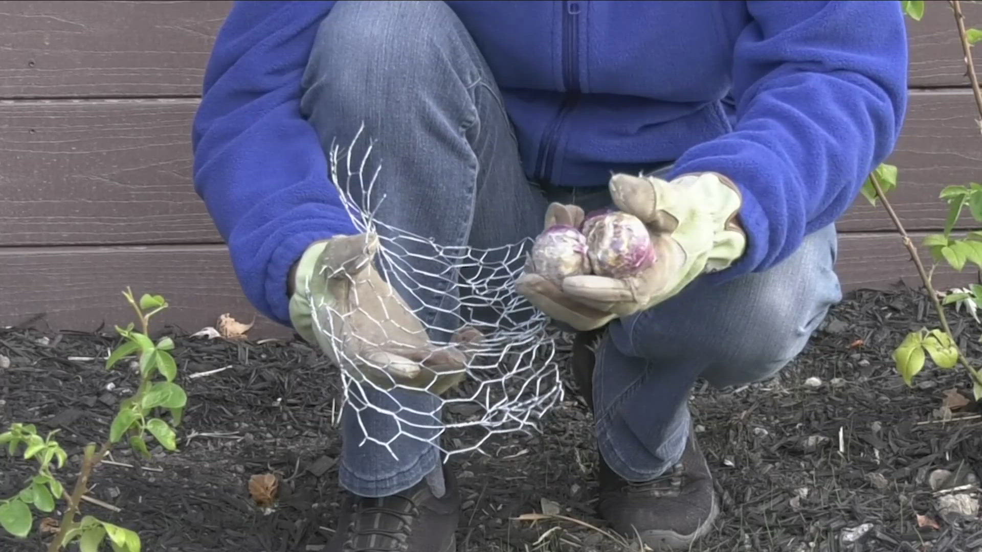 2 On Your Side gardening expert Jackie Albarella shows how to avoid critters getting into your bulbs.