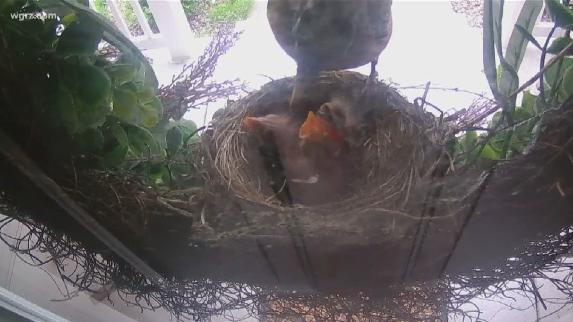 Bird Nest At Front Door