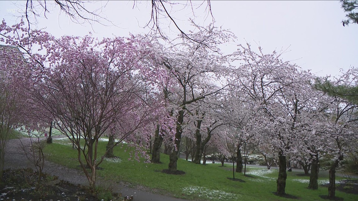 Buffalo Cherry Blossom Festival in full bloom