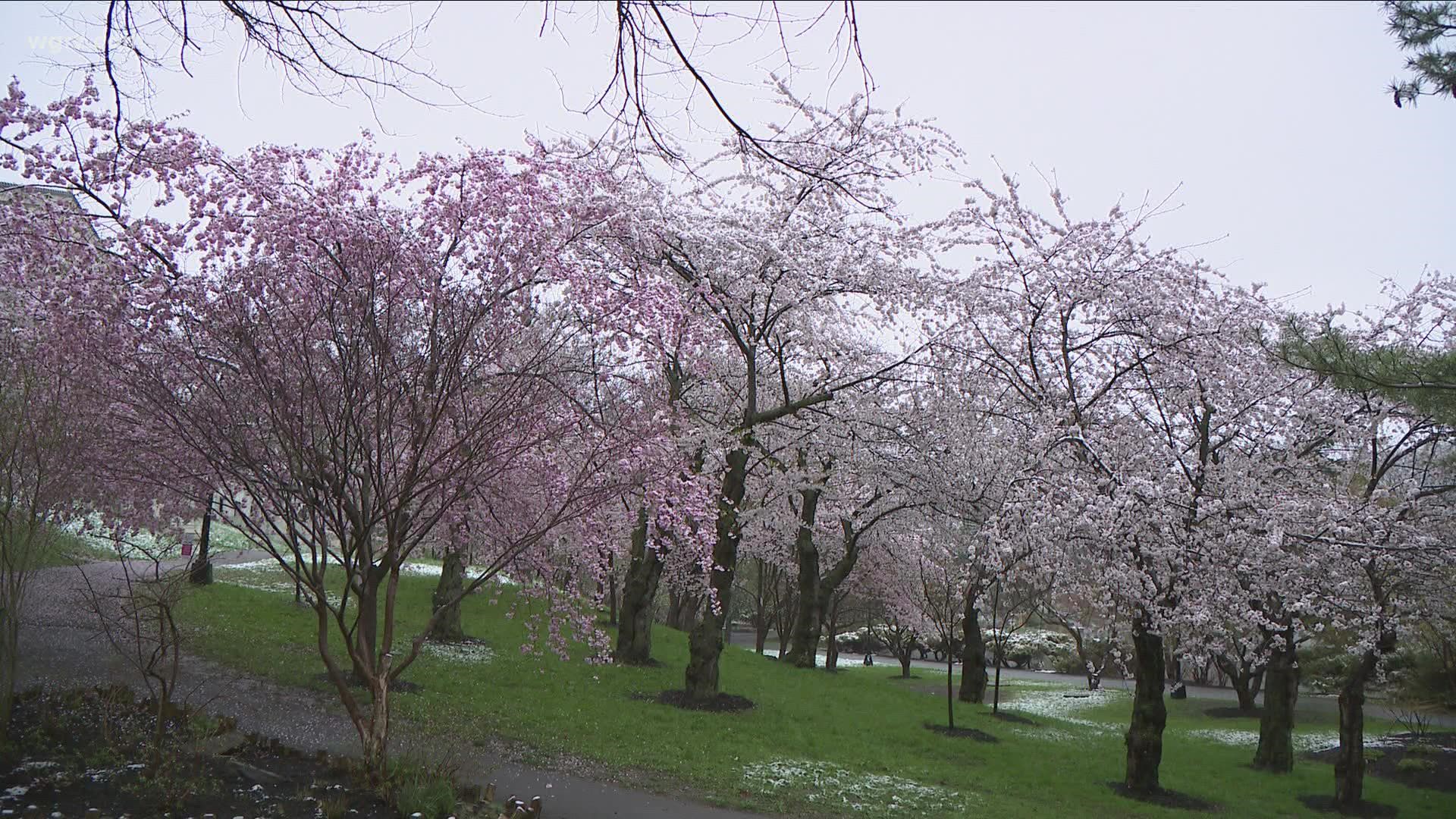 Festival organizers promise the snow won't damper the blossoms.