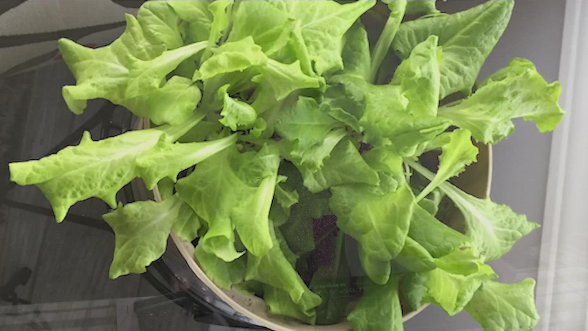 How would you like fresh lettuce all winter long? Yes, it's really pretty easy. You need a couple of things to grow lettuce.