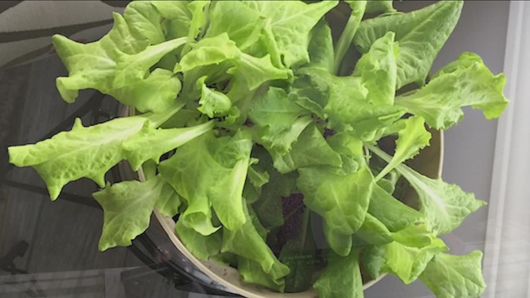 2 The Garden: Fresh lettuce all-year-round
