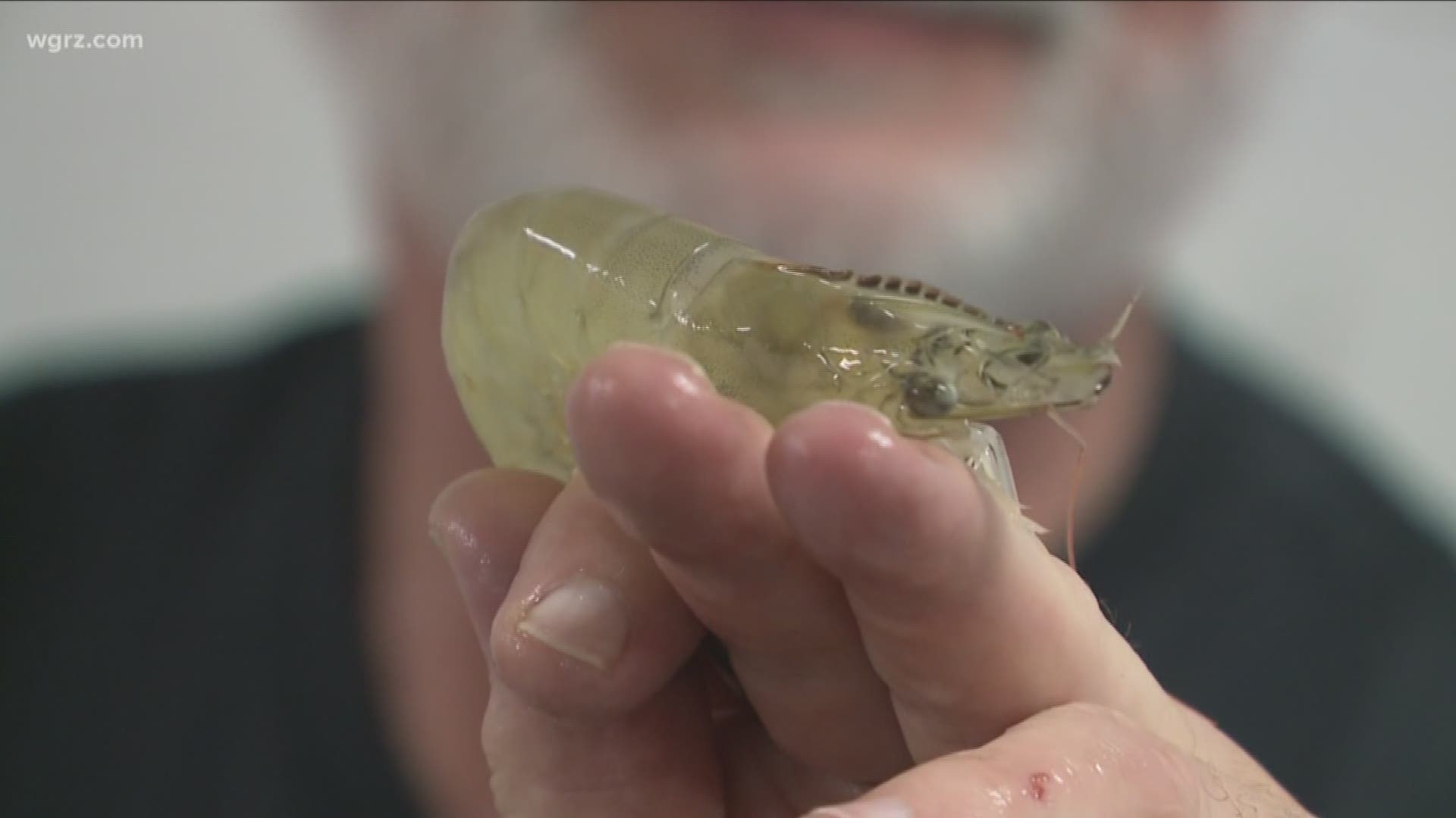 Daybreak's Heather Ly took a tour of Buffalo's first saltwater shrimp farm.