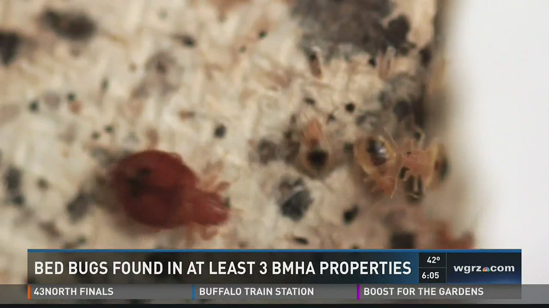 Bed Bugs Found In At Least 3 BMHA Properties