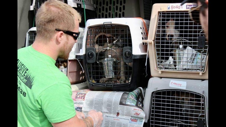 Buddy's Second Chance Rescue: A new lease on life | wgrz.com