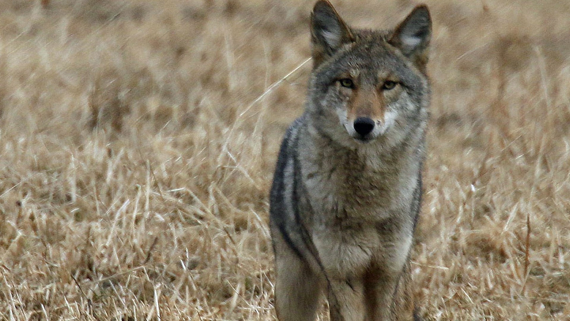 How to avoid conflicts with coyotes during breeding season