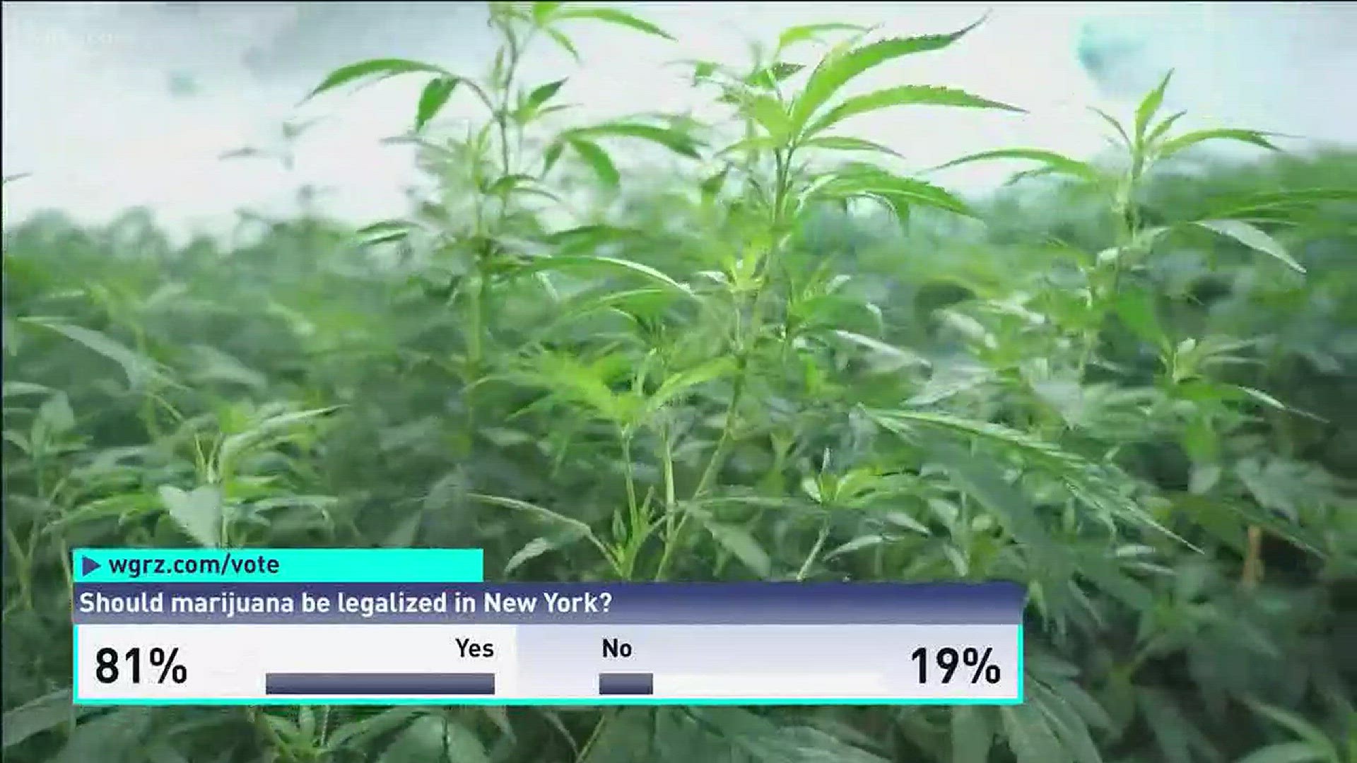 Should Marijuana Be Legalized In New York For Revenue?