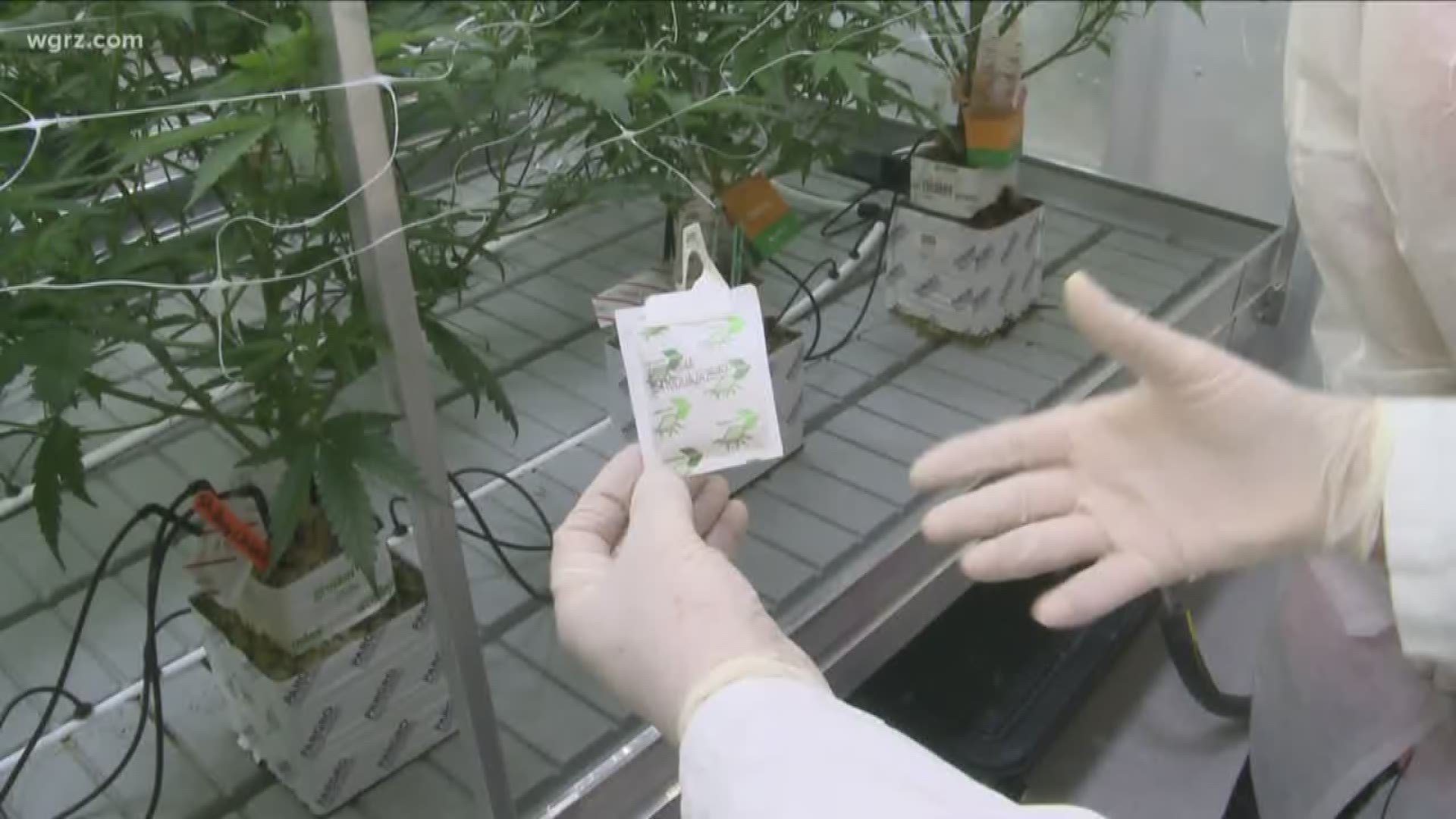 Inside the commercial cannabis lab at Niagara College