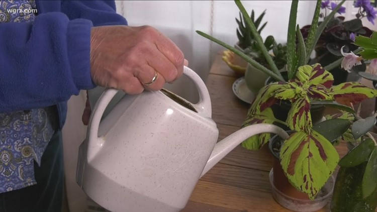 2 The Garden: Bringing indoor plants back to life