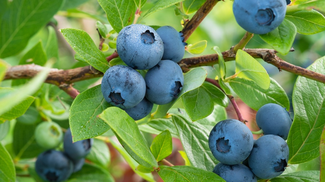 Blueberries and green beans on 'Dirty Dozen' list