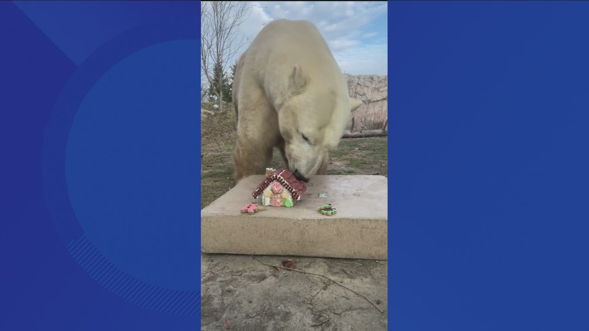 Zicari the polar bear enjoys the holidays at the Buffalo Zoo.