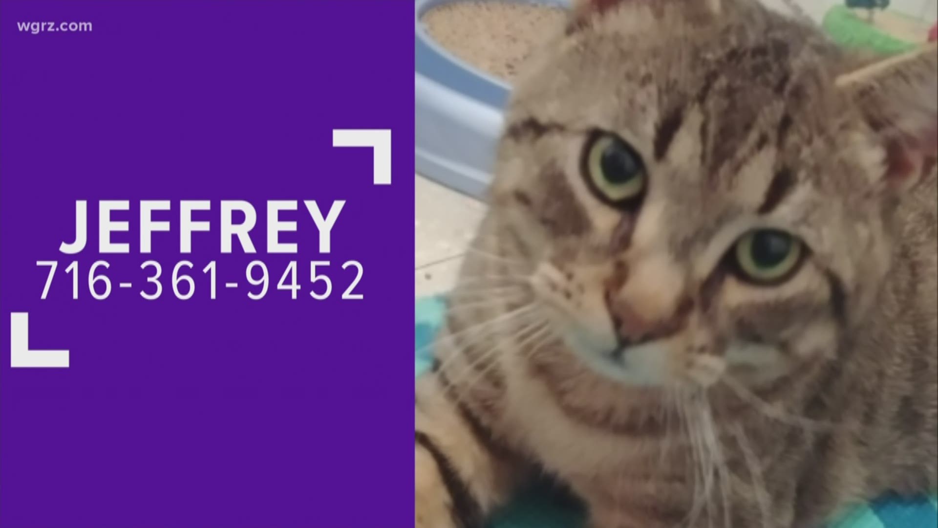 Jeffrey is a gentle, lovable cat at the Buffalo Animal Shelter. He is a little over 1 year old, and is looking for a good home for Christmas.
