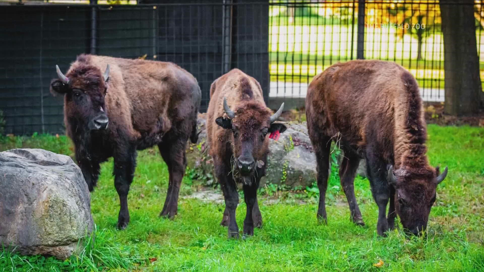 Buffalo Zoo welcomes three new American Plains Bison
