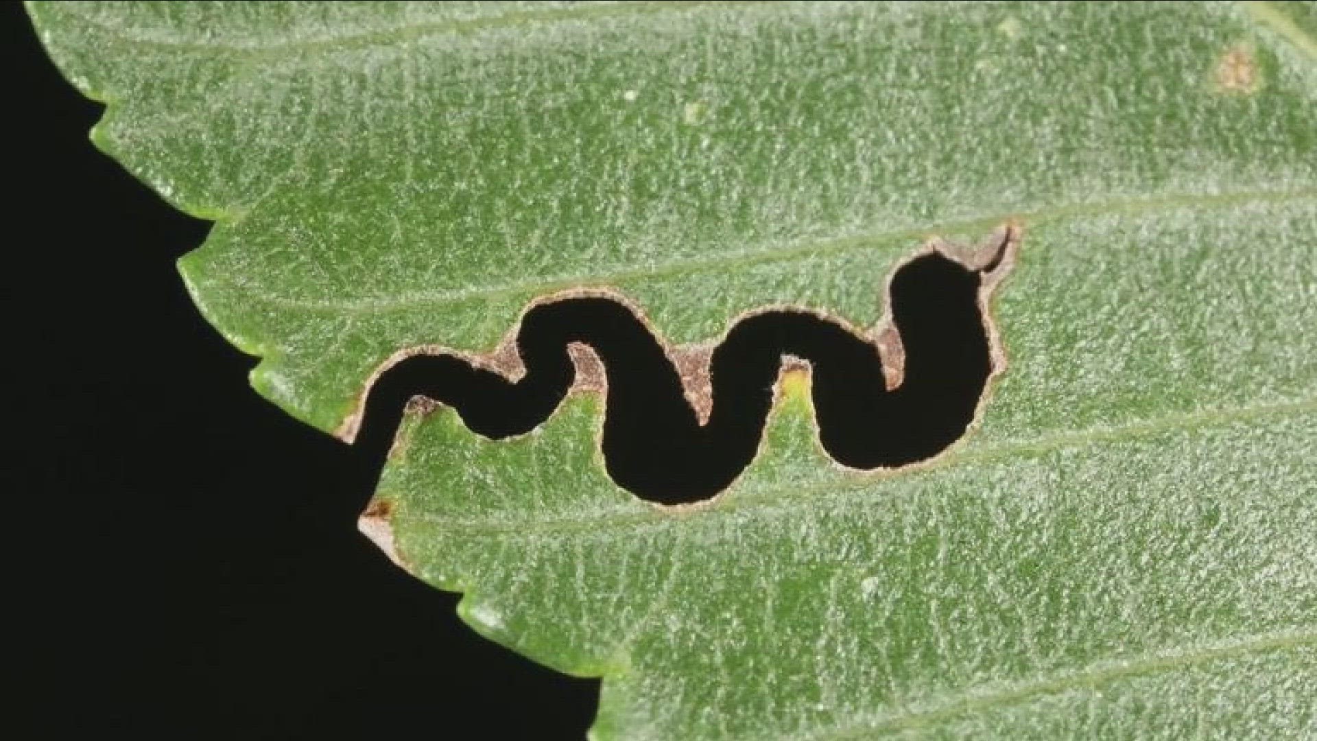 NYS DEC warns  of a new invasive species in WNY.  The Elm Zigzag Sawfly