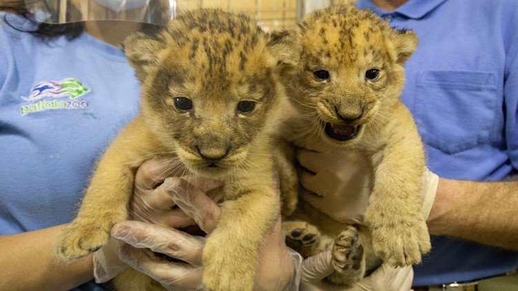 Lion Cubs Born At The Buffalo Zoo Wgrz Com
