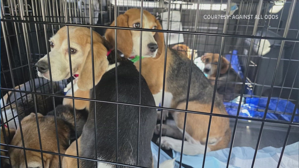 Lawmakers push to end taxpayer-funded animal testing after beagle rescue
