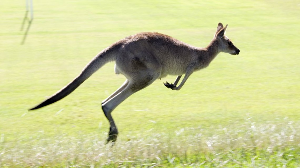 Niagara County Down Under is booking private events - Vimarsana News