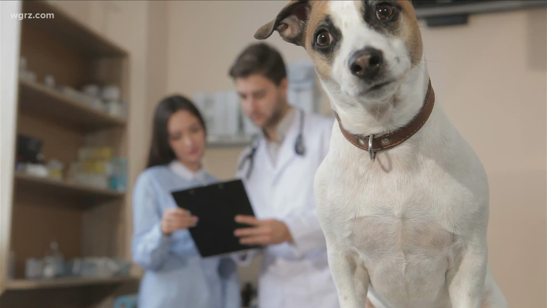 If you are having a tough time getting an appointment for your pet, you are not alone. Animal hospitals across the country are reporting limited space and staff.