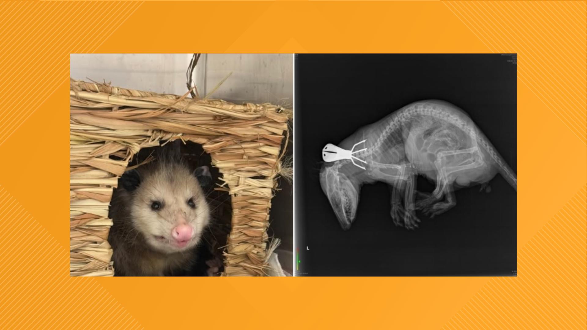 Possum Rescue Erie County SPCA rescues a possum with pronged spear stuck in its ...