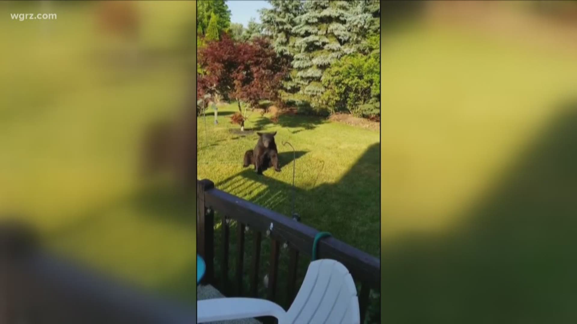 Amherst Police Respond To Report Of Bear
