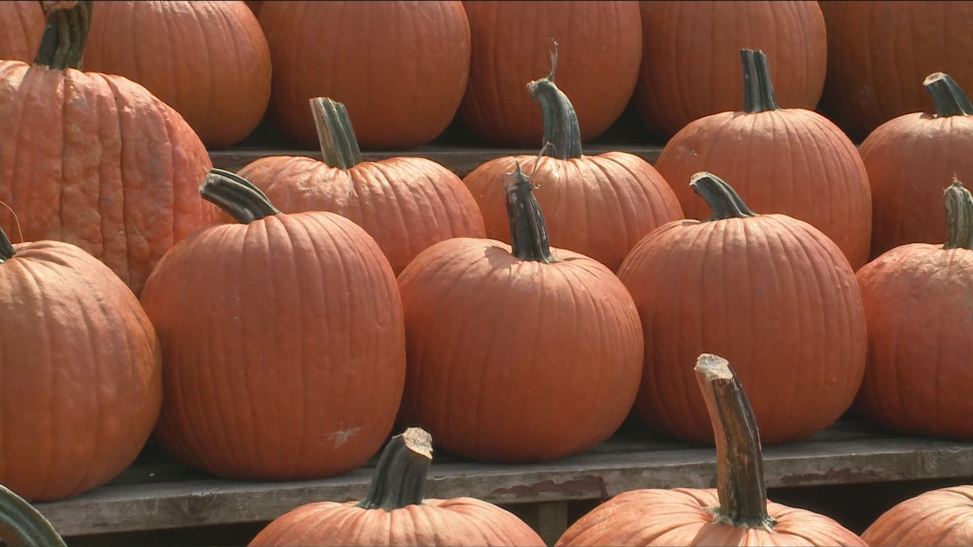 The fall festival began yesterday, with all sorts of attractions.