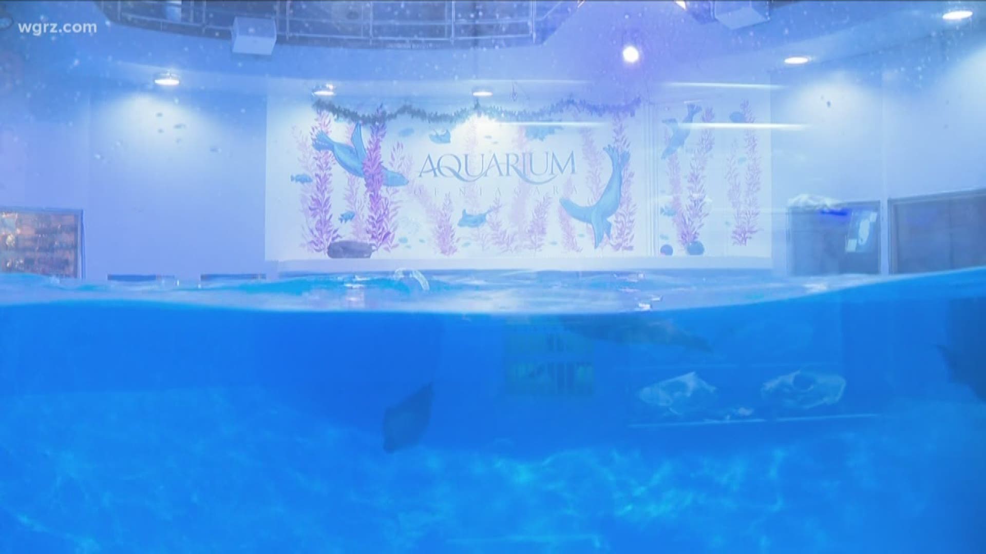 Aquarium of Niagara tightens procedures