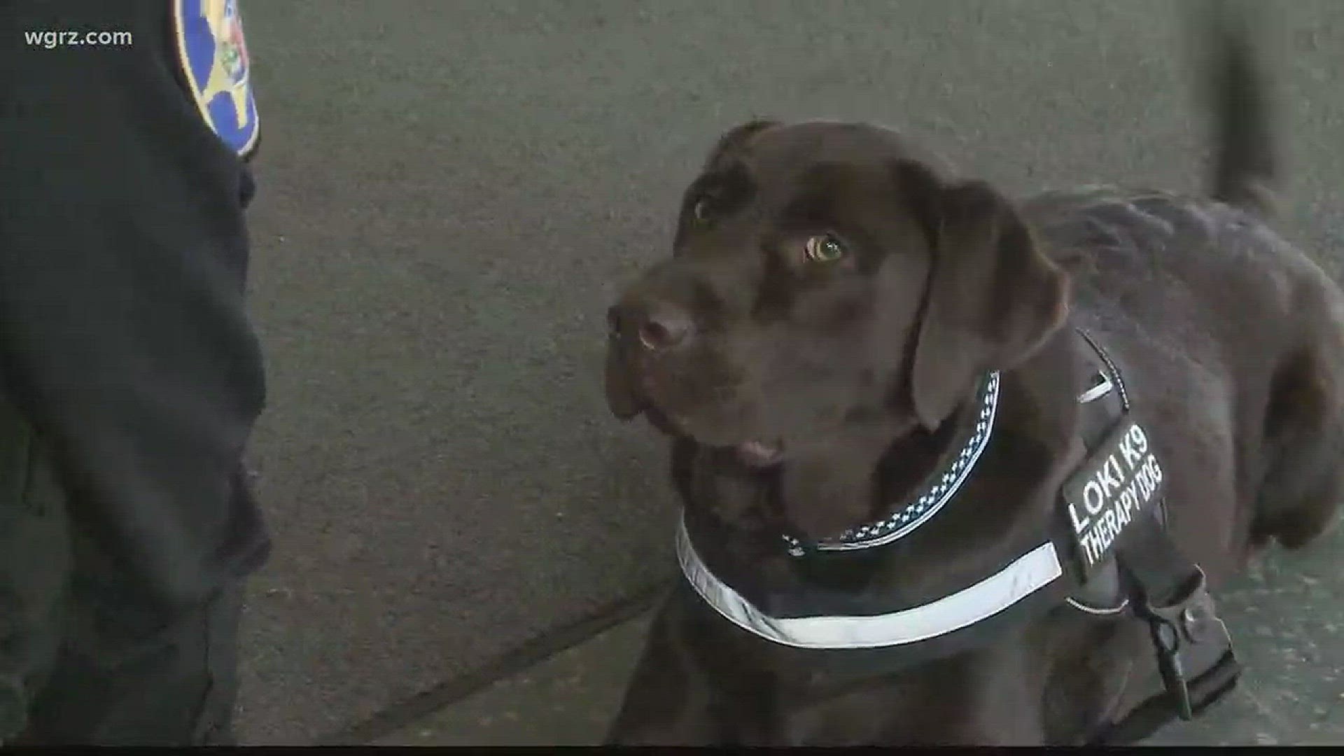 Loki To Become Sheriff's Office Therapy K9