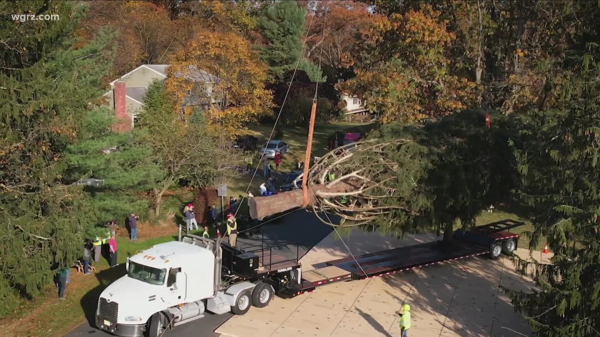 Rockefeller tree making its way to NYC