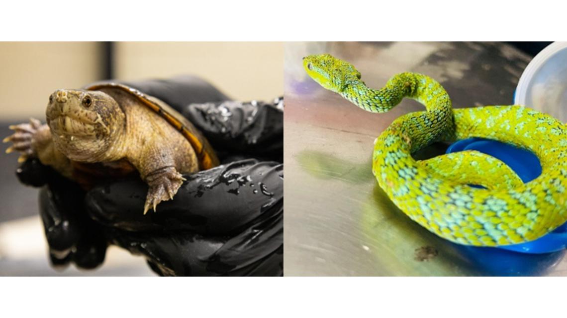 New York man sentenced after smuggling reptiles to Hong Kong