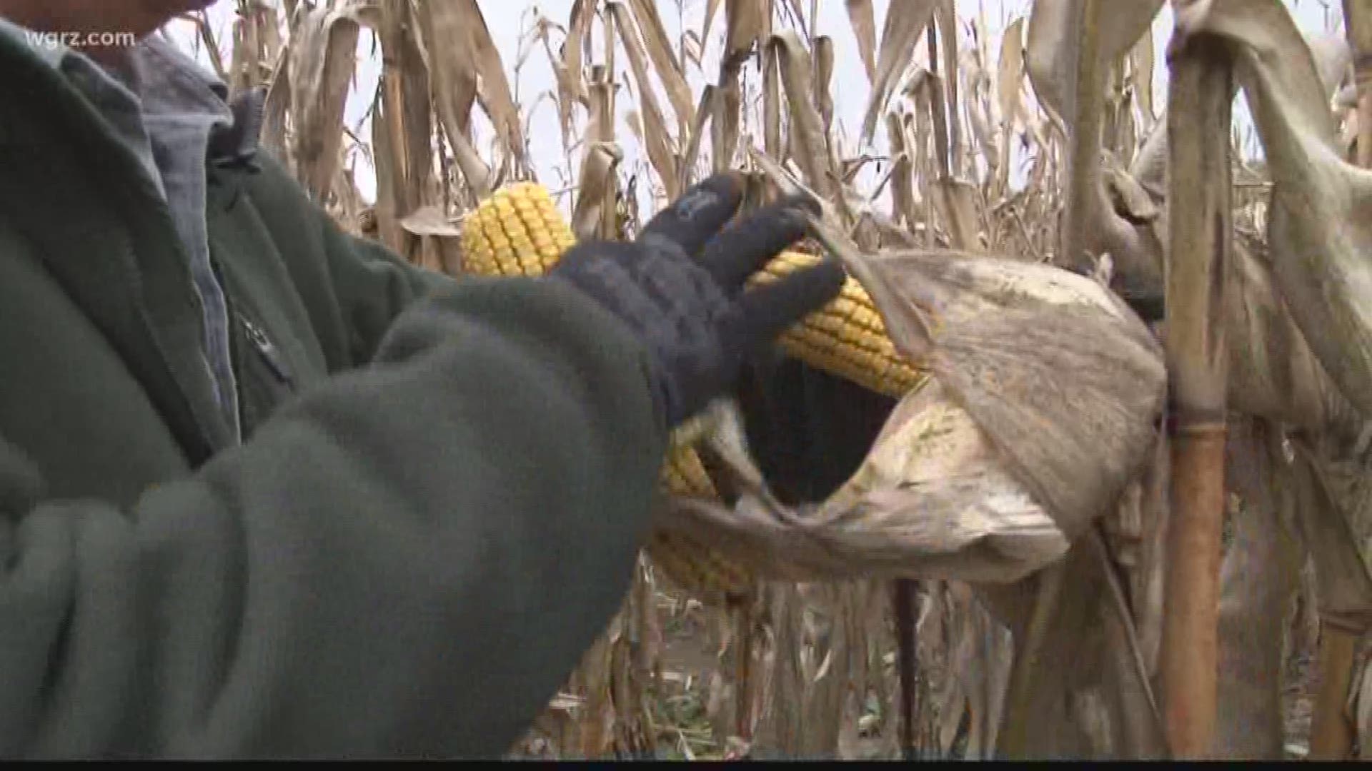 Highest Corn Stalks In Years