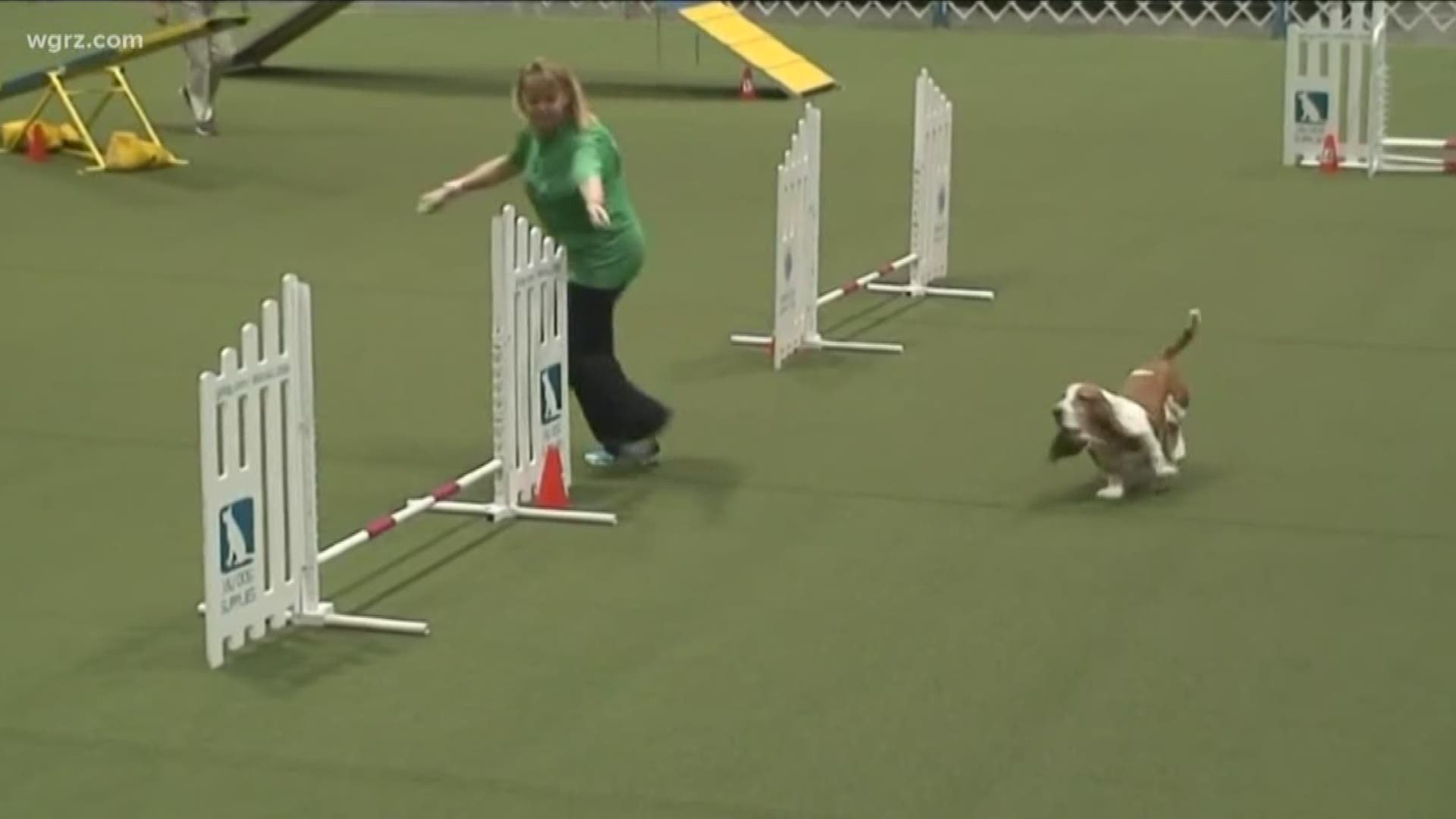 Dog competition training center in Lancaster