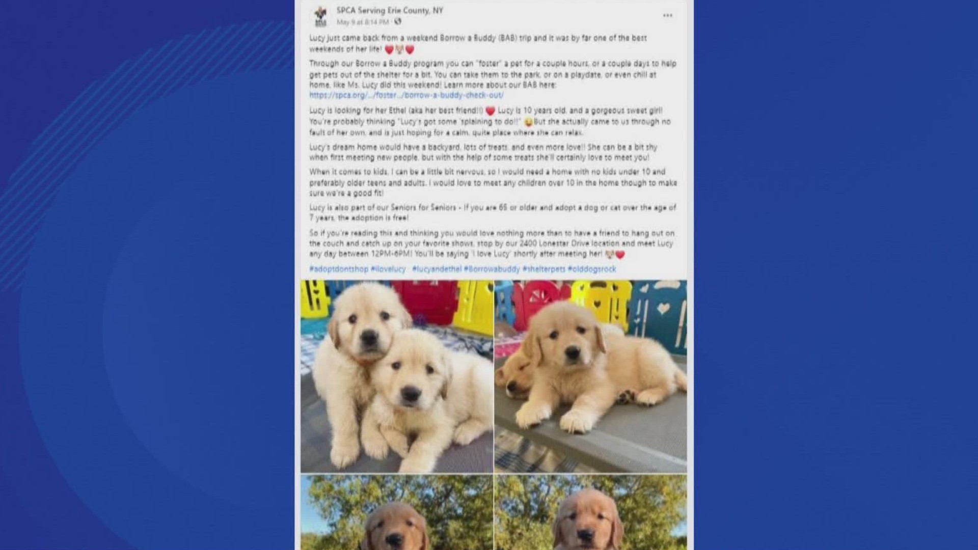 The SPCA Serving Erie County is warning people of a puppy scam. In fact, it involves a fake Facebook page that's claiming to be a nonprofit organization.