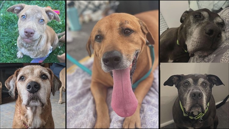 Some local animal rescues no longer taking in surrendered pets