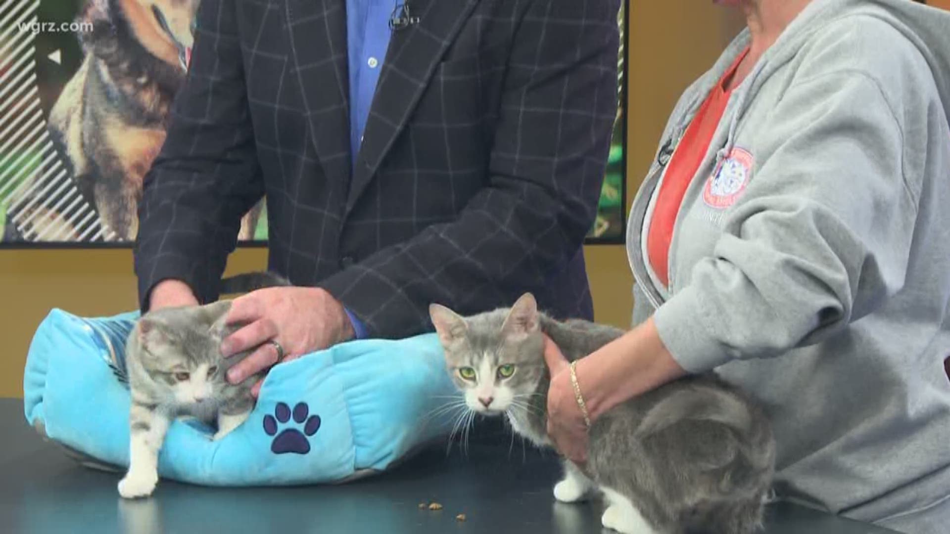 Catelyn and Sam are a mom and son who are up for adoption from the Buffalo Animal Shelter. They can be adopted separately, but their foster mom would love for them to go as a pair — she will cover one of the adoption fees if someone adopts them together.