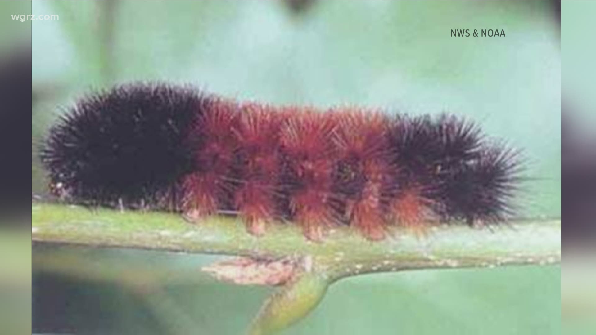 Woolly worms spotted in Western New York