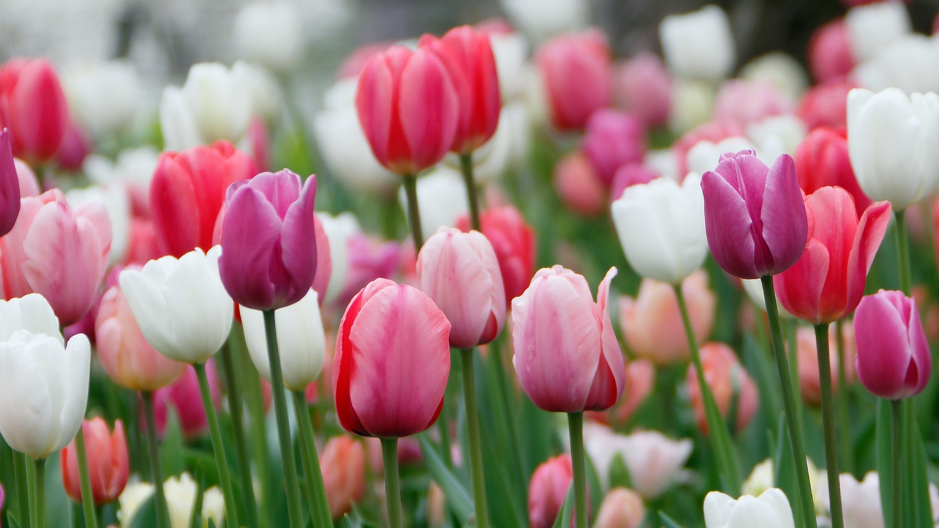 Saturday's festivities kicked off with the annual parade, followed by the coronation of this year's tulip queen.