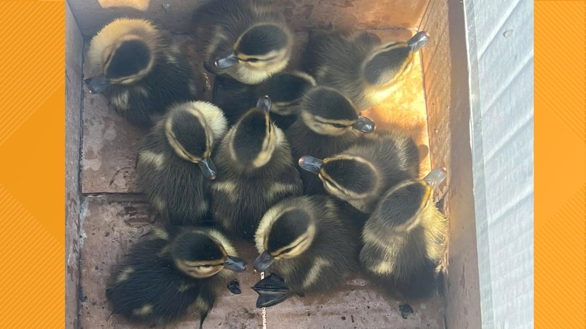 Jamestown firefighters rescue 11 ducklings from storm drain | wgrz.com