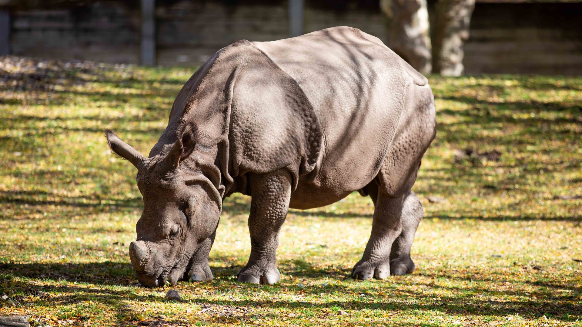 Mohan the rhino escapes primary enclosure at Buffalo Zoo | wgrz.com