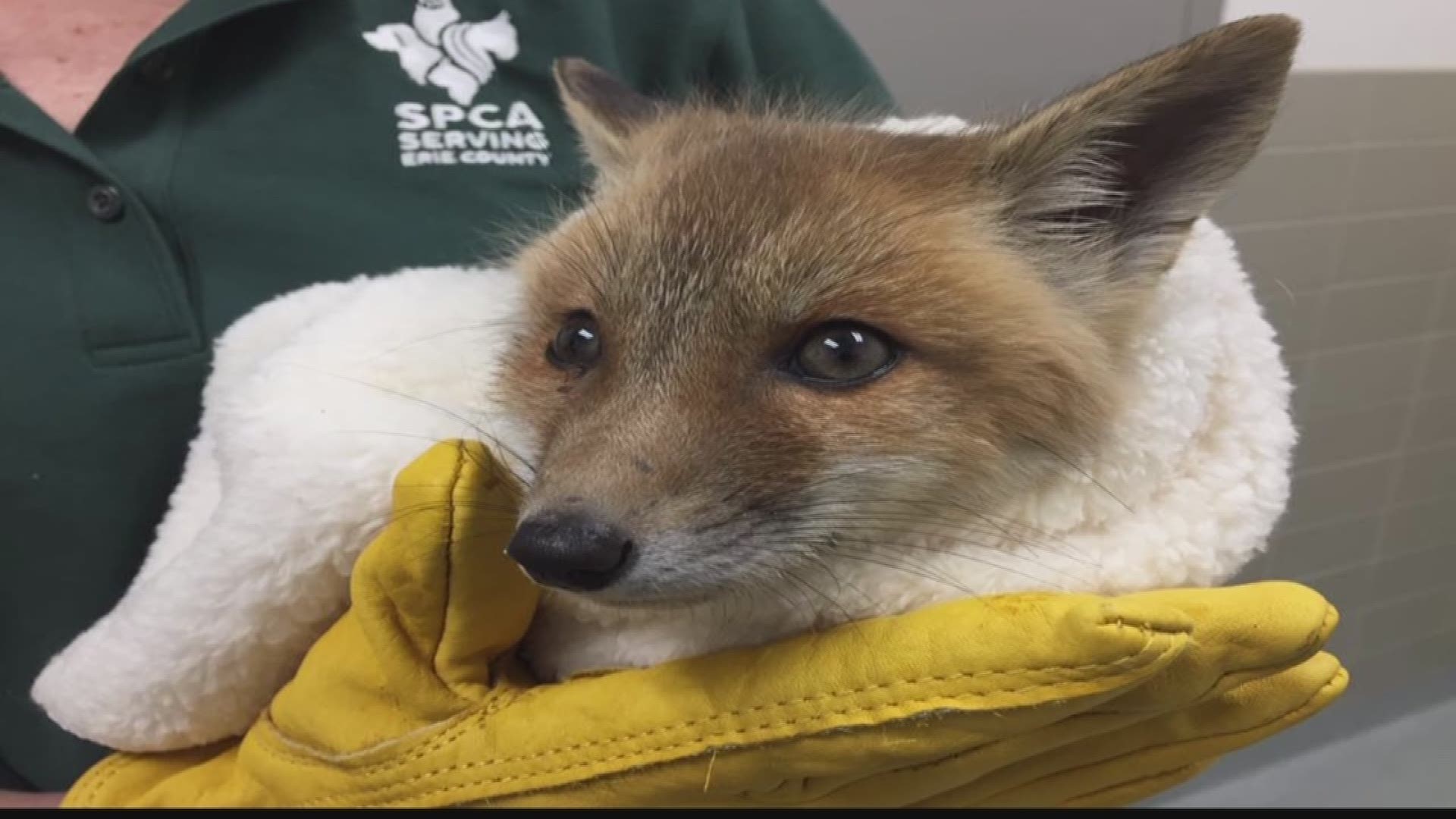 SPCA Helping Fox Kit With Broken Leg