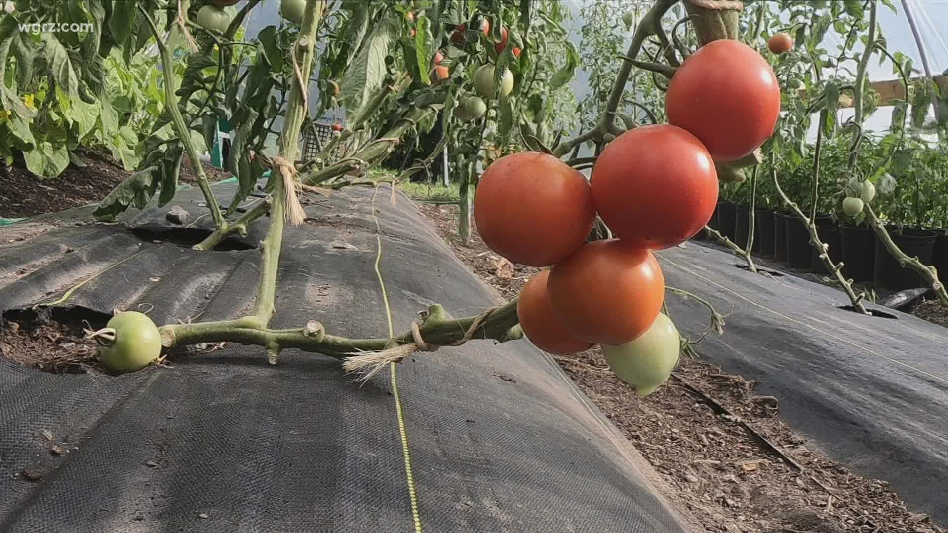As drought conditions intensify, local farmers are finding ways to adapt. But rural farms aren't the only ones affected.