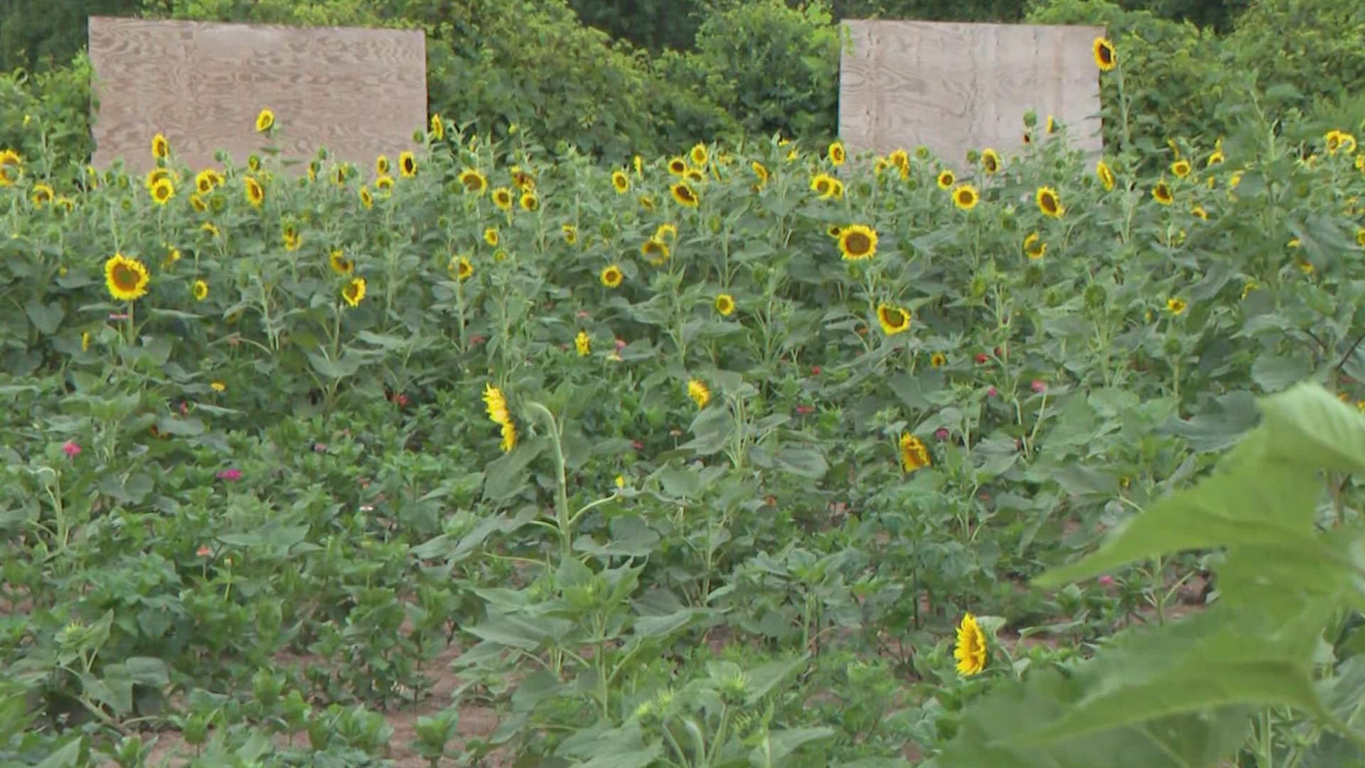 The Sunflowers of Sanborn officially opened at the beginning of the month but the sunflowers are starting to bloom.