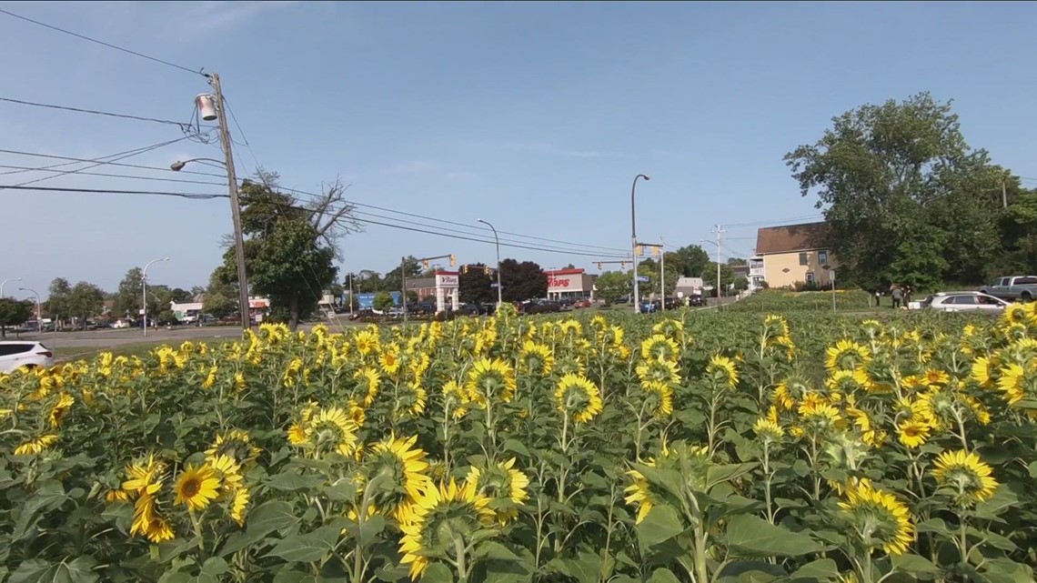 New project sows sunflowers in East Buffalo, seeking seeds of a