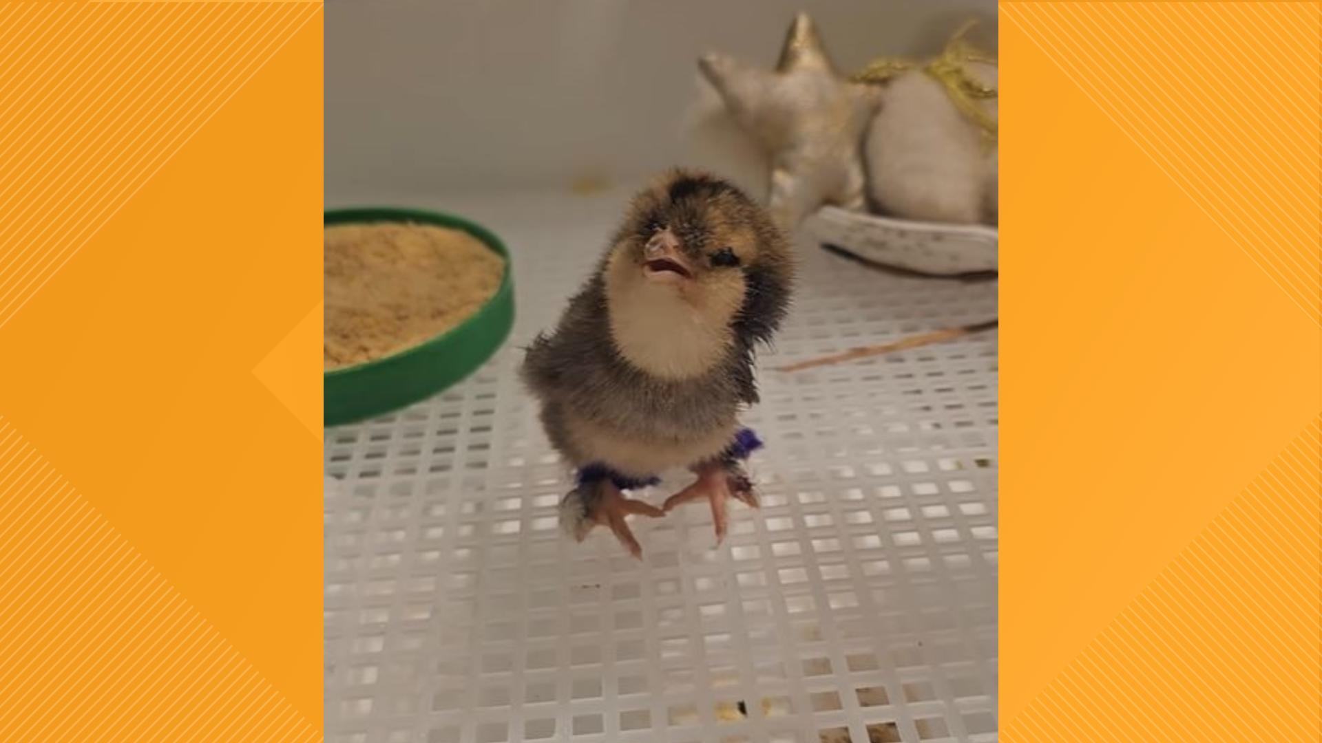 Niagara SPCA rescues baby chick from local school | wgrz.com