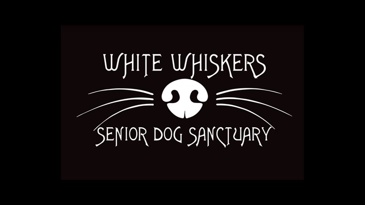 White Whiskers Senior Dog Sanctuary approved to set up in Akron