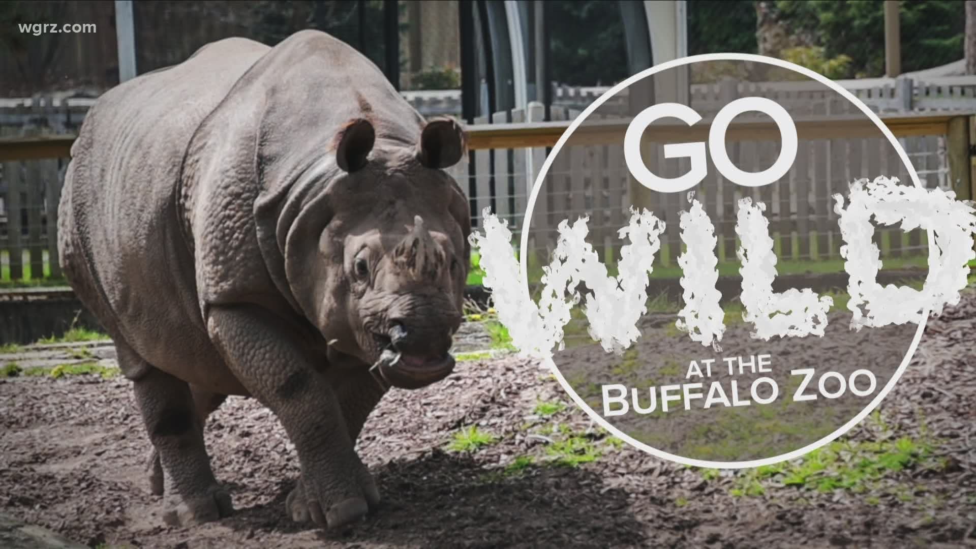 Go Wild at the Buffalo Zoo, Part 1, Rhinos