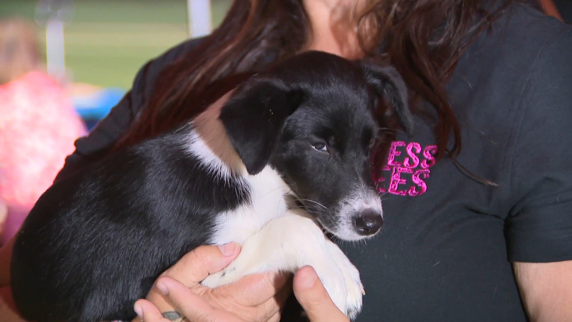 More than 20 rescues unite for Clear the Shelters adoption event