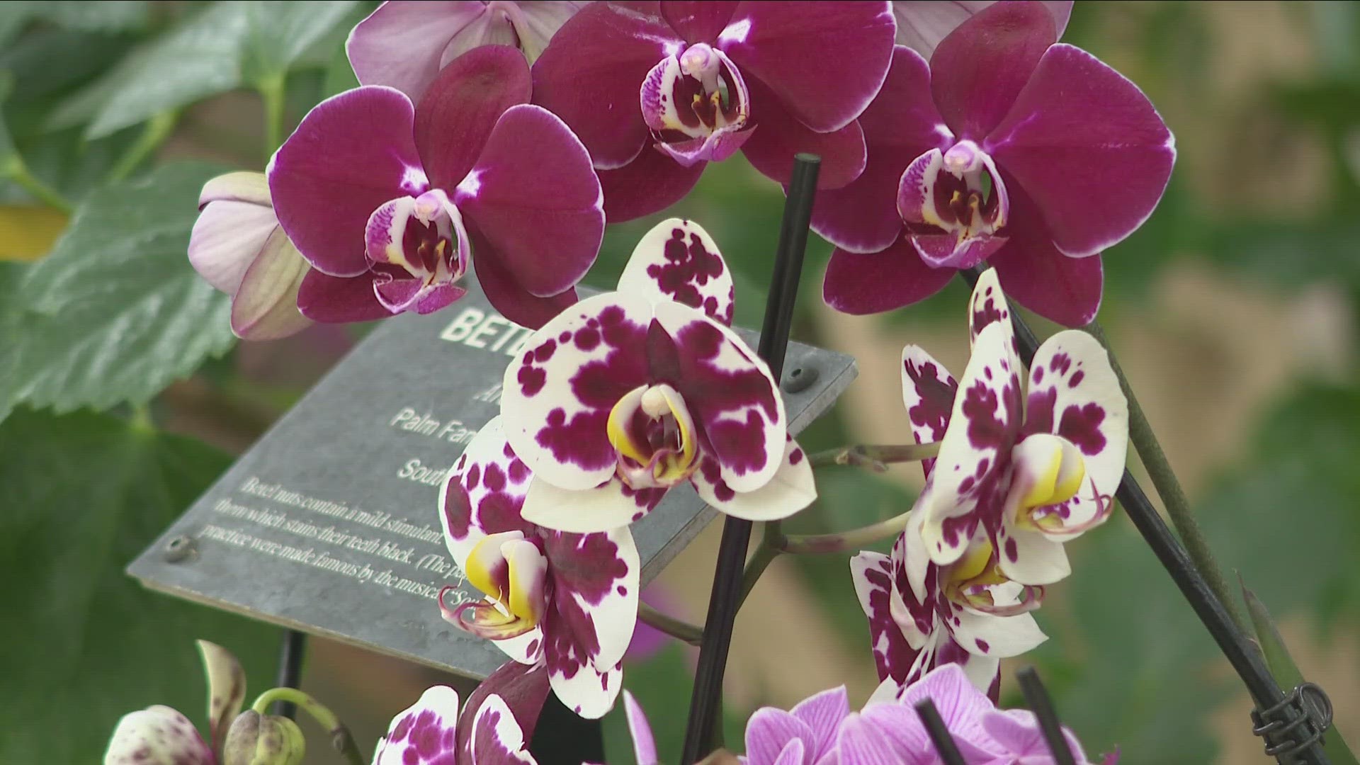 Most Buffalo: 'Orchid Exhibit at the Botanical Gardens'